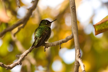 picaflor en arbol otoñal 