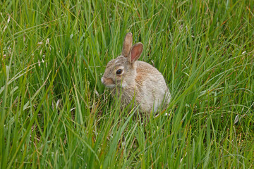 Little bunny on a grassy meadow