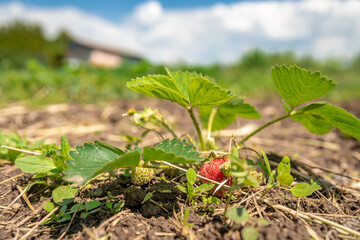 growing strawberries without chemistry on an organic farm