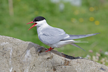 Arctic tern in the Isle of Ma, east coast of Scotland