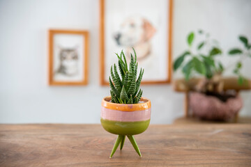 cactus in colorful handmade ceramic pot on a wooden table