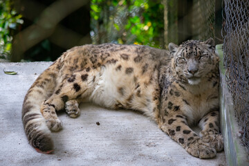 Obraz premium Snow leopard. also known as the ounce.