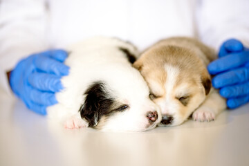 Vet holding a couple of cute puppies. Cute newborn dog is sleeping. Care and treatment in a vet clinic