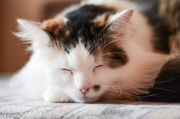  Blurred closeup of a tricolor cat, brown black white which lies sleeping on the bed.