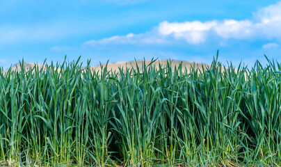 Wheatgrass plant, wheat grass and plant and farming health icons set