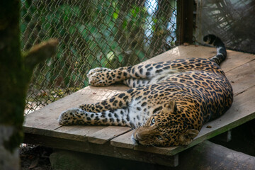 Fototapeta na wymiar Snow leopard. also known as the ounce.