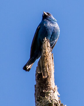 Blue Bunting Bird On A Branch