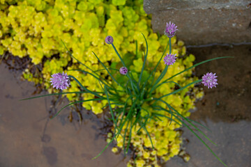 Blooming chives plant and Creeping jenny (Lysimachia nummularia) as a background after the rain