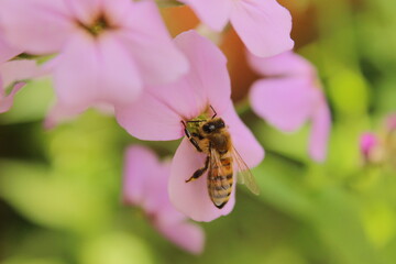 Honey Bee on Pink Wildflower Macro Close-Up