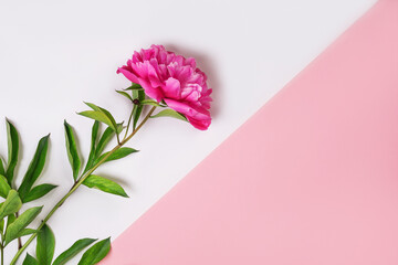 Peony flower on a two-tone white and pink background. Background for your creative idea.