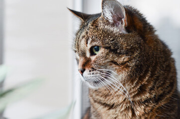  Close-up of an adult tabby cat black brown and gray portrait sitting on a windowsill looking out the window.