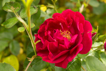 Kennedy Rose Blossom Macro