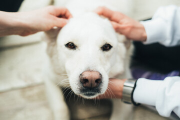  A white labrador dog lies on a wooden floor and people pat on the head.