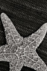 Black and white close up picture of a starfish against a textured background.