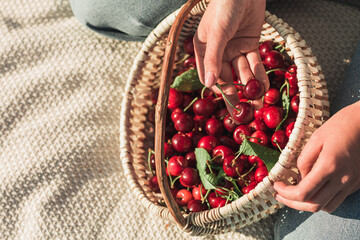woman hands holding red cherries