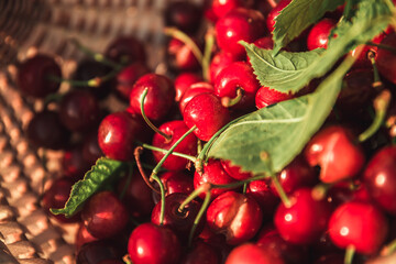 red cherries in a basket on green leaves