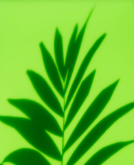 Palm leaf abstract on green background. Minimal tropical shadow concept.