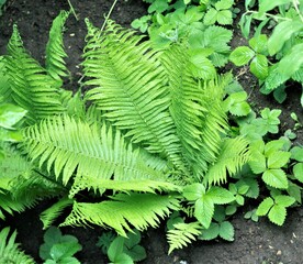 young green fern close up view from above