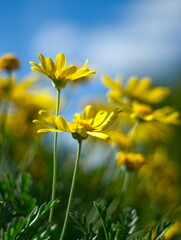Yellow chamomile flowers on blue sky background. Simple modern floral concept, closeup, nature texture.