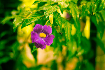 Lida flor de vassouras