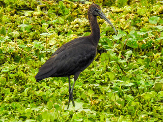 Limpkin Wading in a Marsh