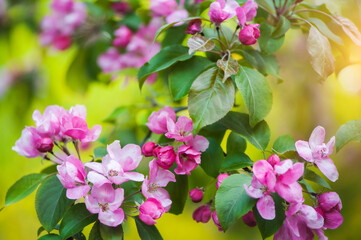 Apple blossoms in spring. Branches in pink colors. Sunlight through the branches.