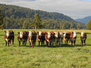 Fototapeta na wymiar Line of Curious Cows in New Zealand 