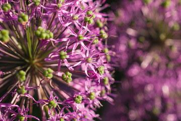 Close-up of an Allium flower - a decorative bow.