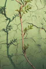 Decorative background with cracks on the wall and shadow from a climbing plant.