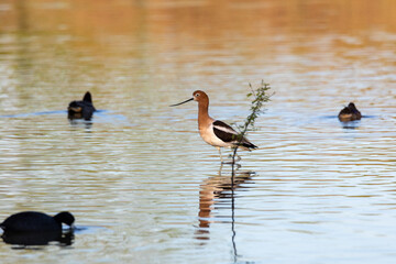 American Avocet wading in water in Arizona desert