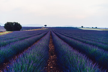 Fototapeta premium scenery nature landscape, beautiful lavender fields on farmland