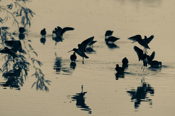 Dowitcher in flight landing ina pond or lake in Arizona desert