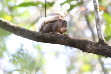 squirrel in a branch eating a nut