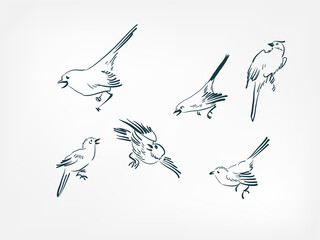 little birds vector illustration japanese chinese ink line sketch style