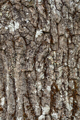 Texture of a tree bark. High quality photo