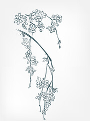 sakura flower plant vector illustration japanese chinese ink line sketch style