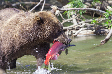 Face of a wild bear with fish close-up. The concept of bears hunting salmon during spawning. - 354459924