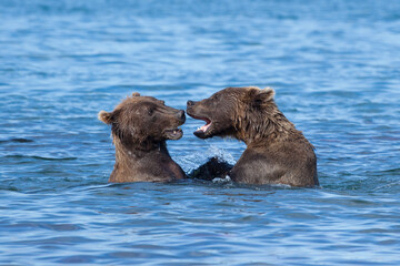 Fototapeta premium Close-up portrait of two wild growling bears are in a blue lake. Bears stand in the water .