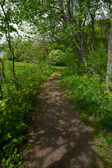 forest path on a beautiful spring day