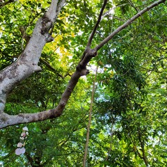 tree in the forest. Nice branch of tree in natural