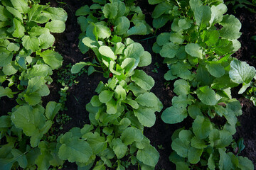 young radishes growing in early spring