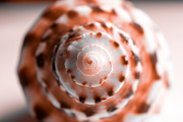 Tropical background. Trendy Living Coral pastel color Sea shell. Summer background. Dreamy gentle air artistic image. Soft focus