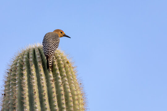Gila woodpecker in a saguaro cactus in the desert of Arizona