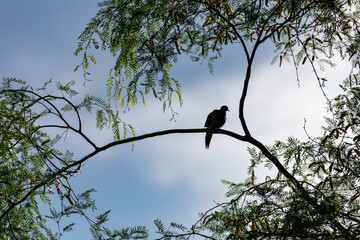 Silhouette of a dove on a mesquite branch