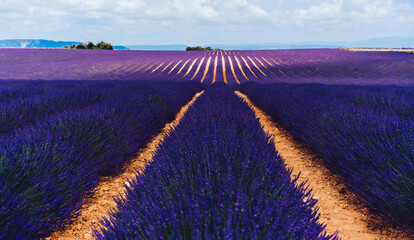 Naklejka na ściany i meble scenery nature landscape, beautiful lavender fields on farmland
