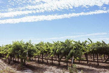 Fototapeta na wymiar Grapevines orchard with blue clouded sky