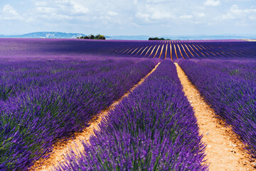 Fototapeta na wymiar scenery nature landscape, beautiful lavender fields on farmland