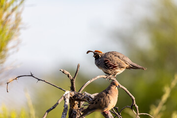 Gamble quail perched on tree branch in Arizona desert