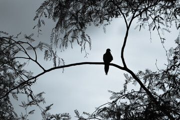 Silhouette of a dove on a mesquite branch
