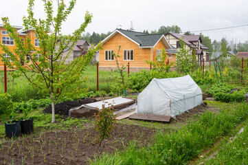 Home gardening in Russia: greenhouse and gardeb beds with garlic and other plants
